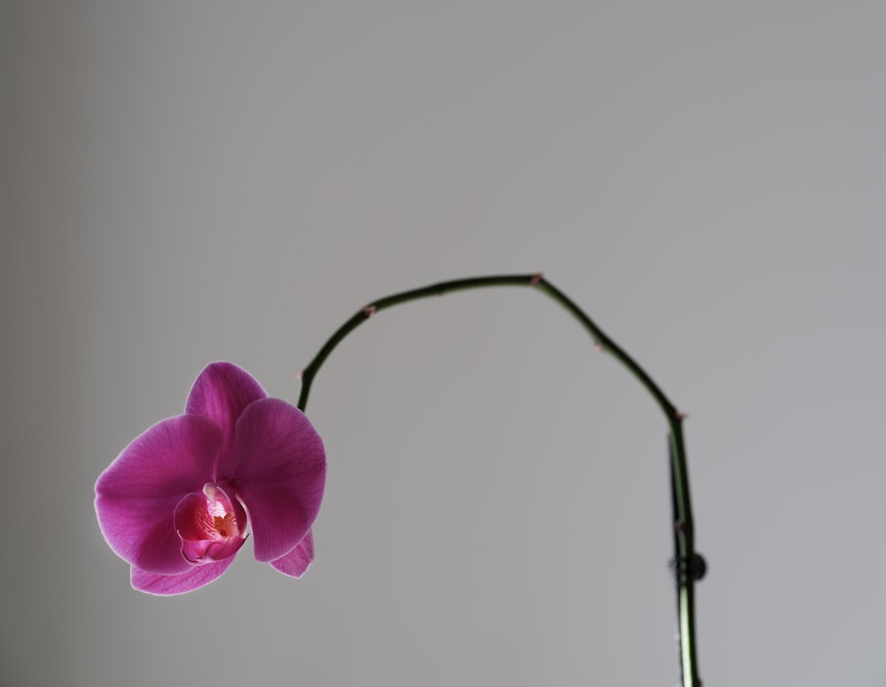 a purple flower is hanging from a long stem