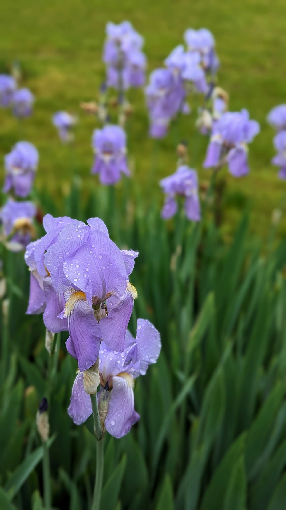 a field of purple flowers with water droplets on them