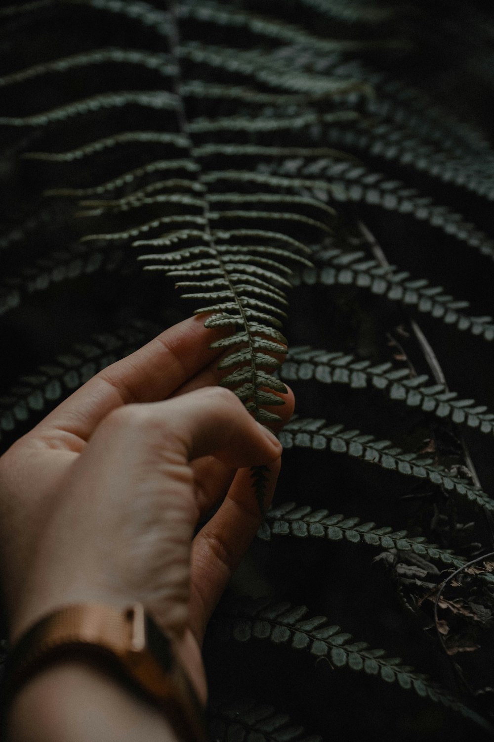 a person's hand holding a fern leaf