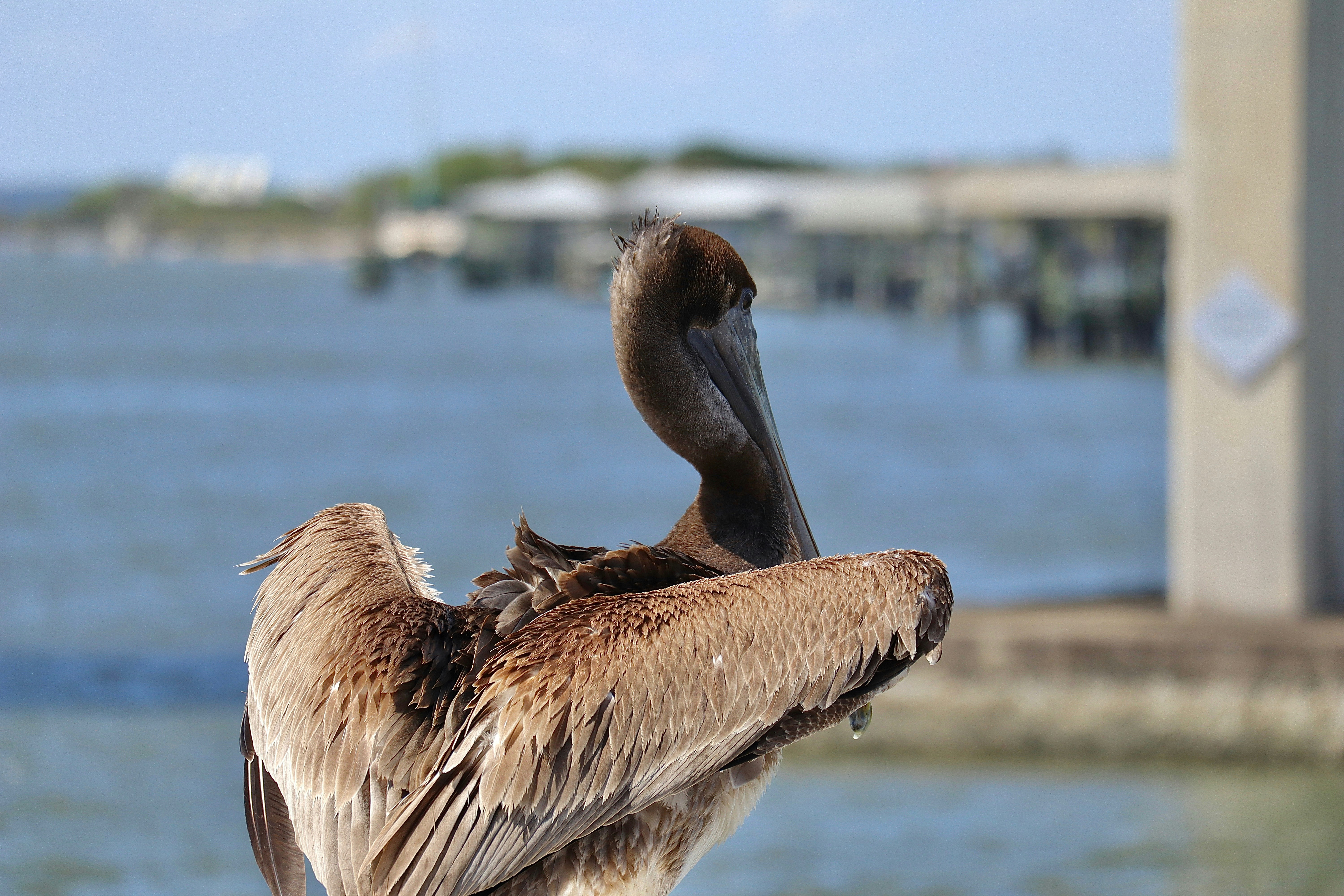 Rusty Pelican Menu With Prices