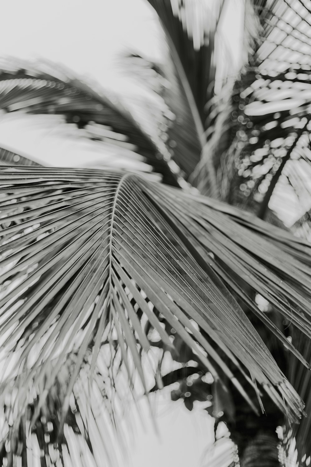 a black and white photo of a palm tree