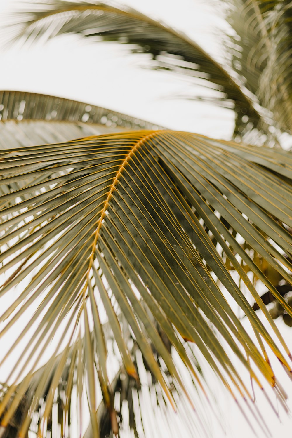 a close up of a palm tree's leaves