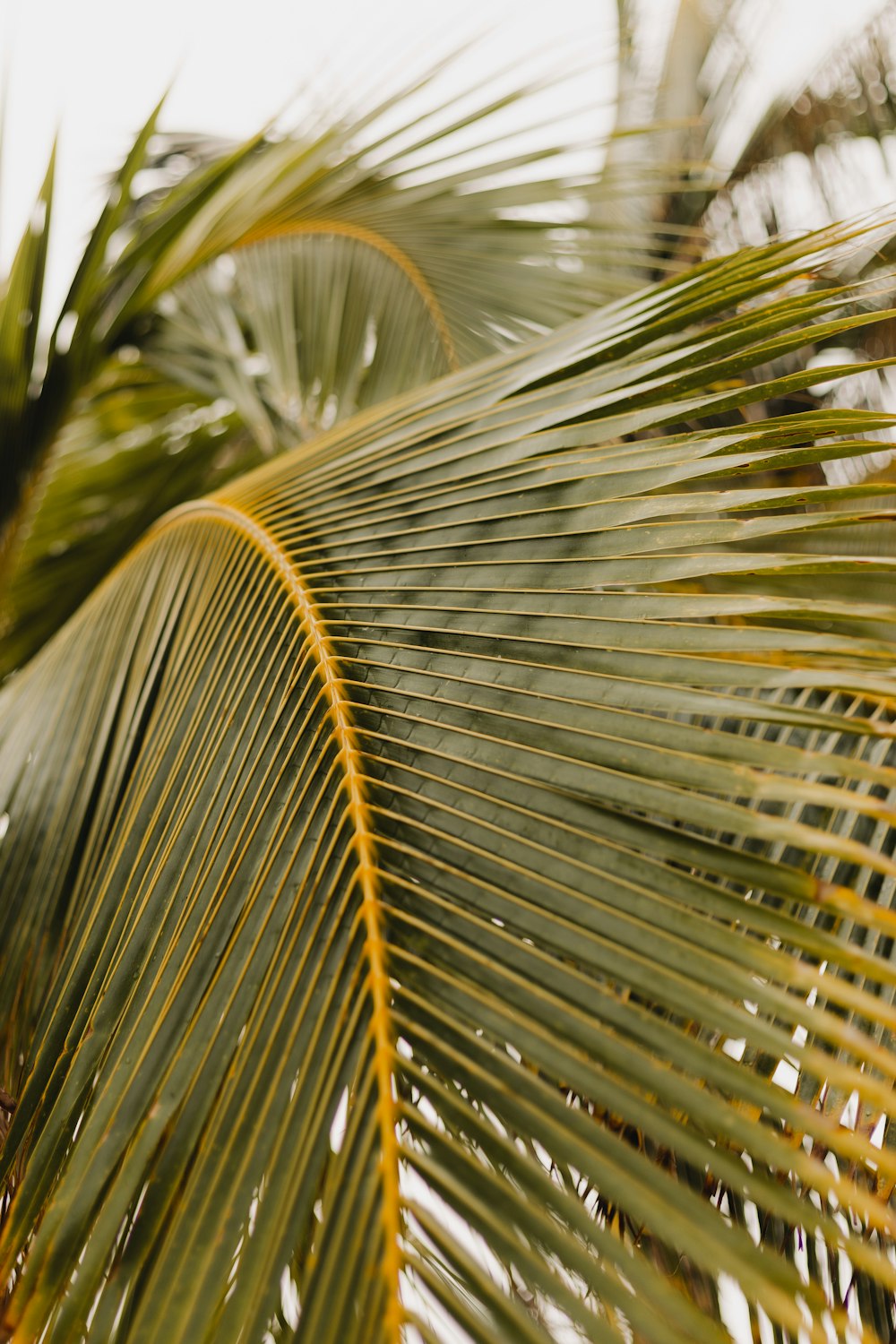 a close up of a palm tree with no leaves