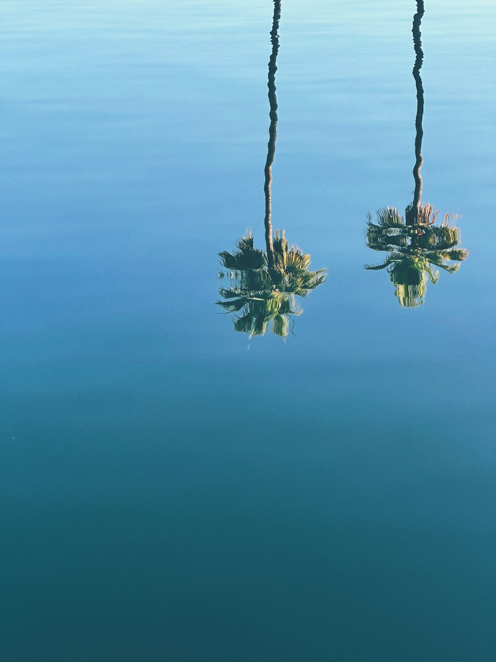 a couple of trees that are in the water