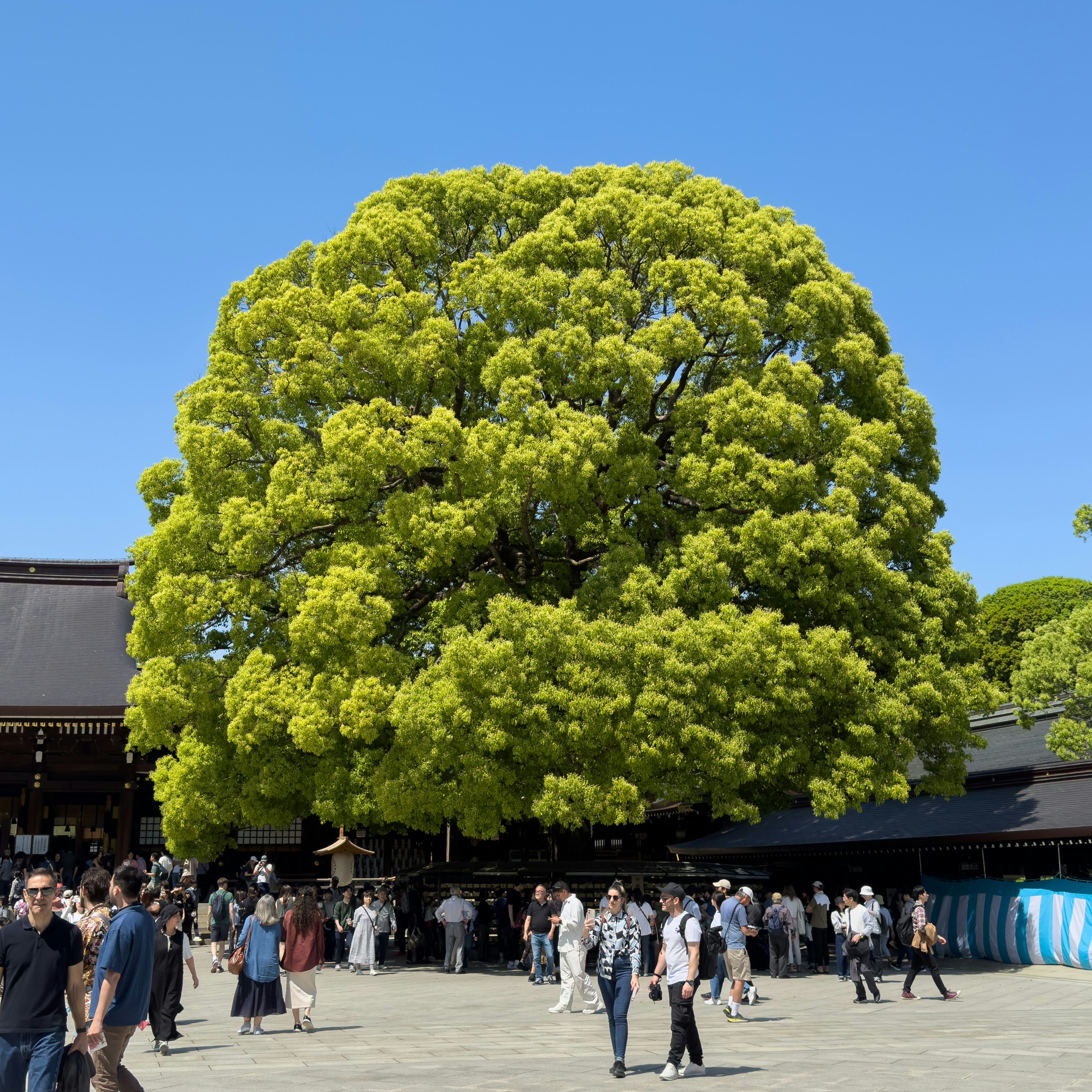 a group of people walking around a large tree