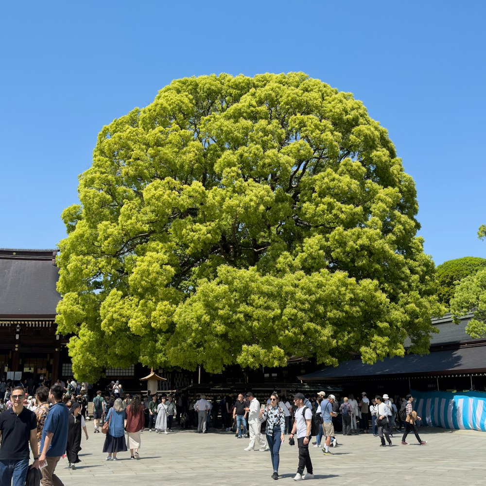 a group of people walking around a large tree