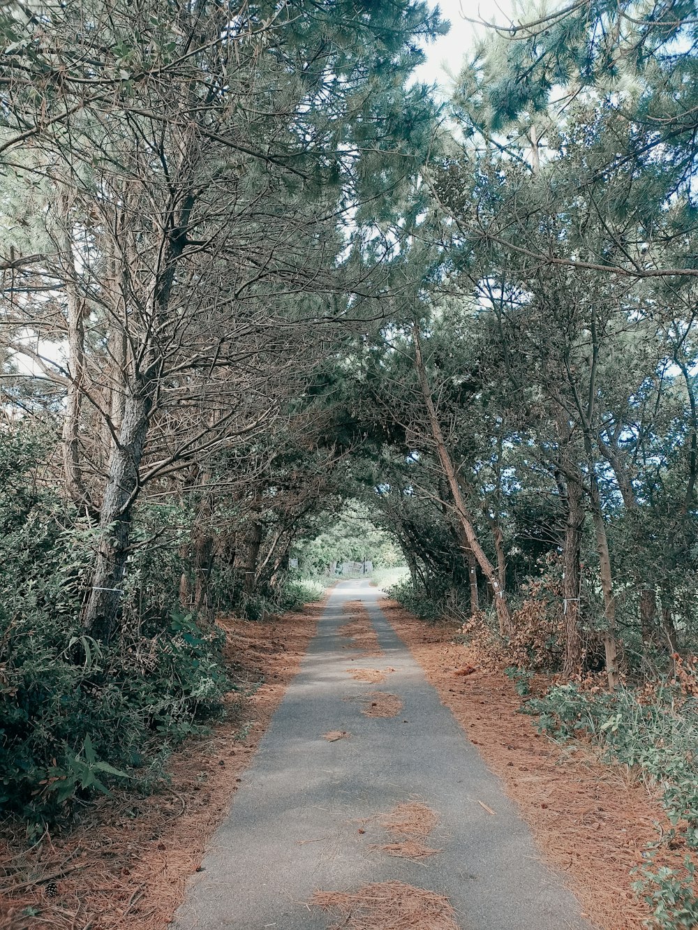 uma estrada de terra cercada por árvores e arbustos