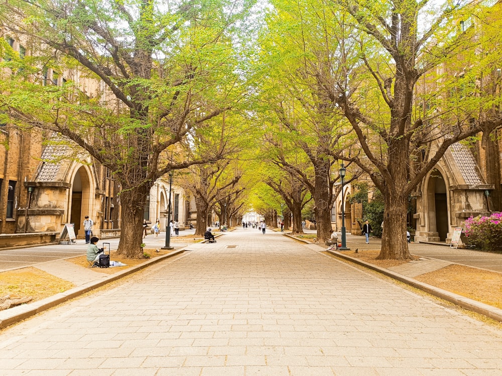 a street lined with trees and people sitting on benches