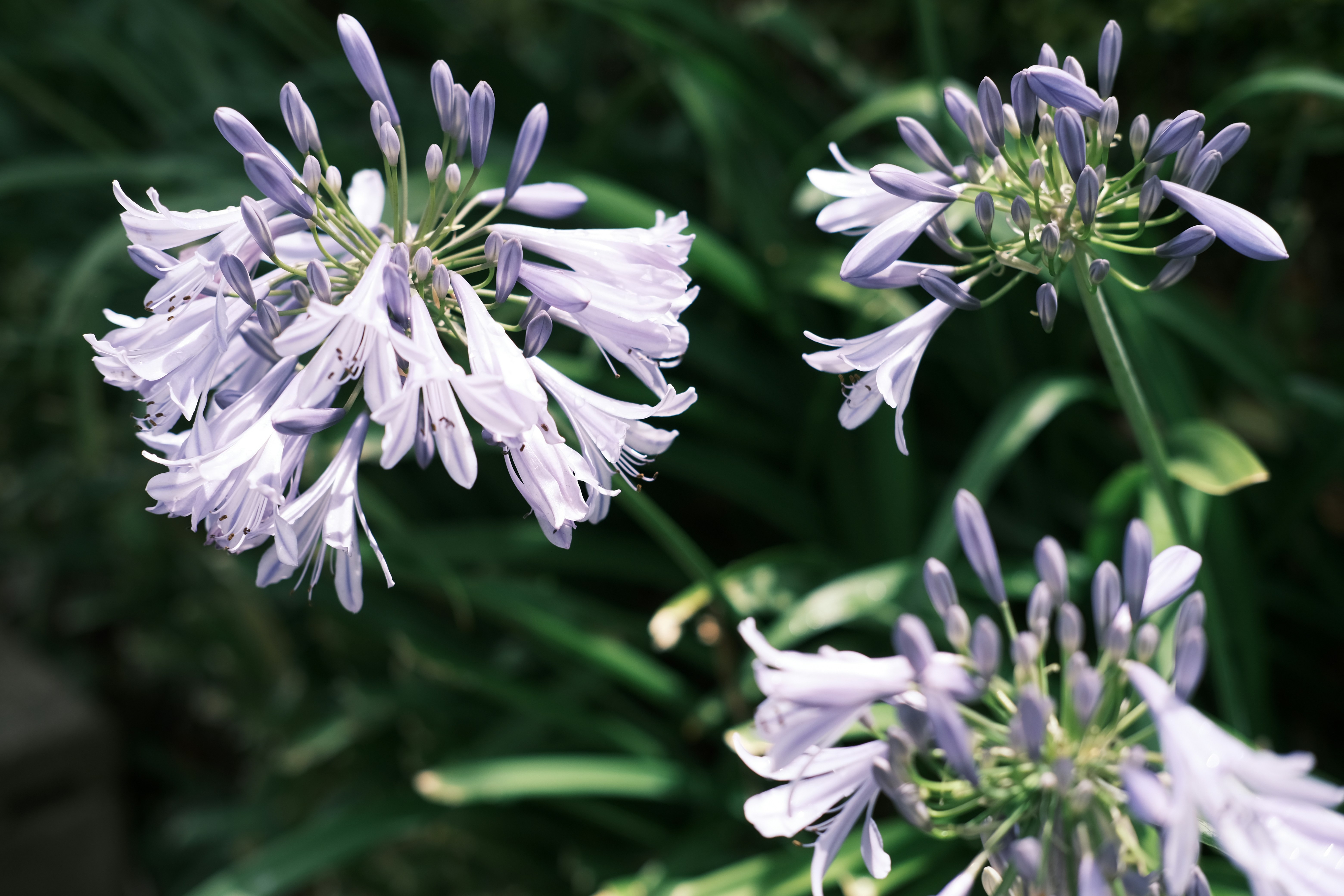 Photo by phuonghanguyen