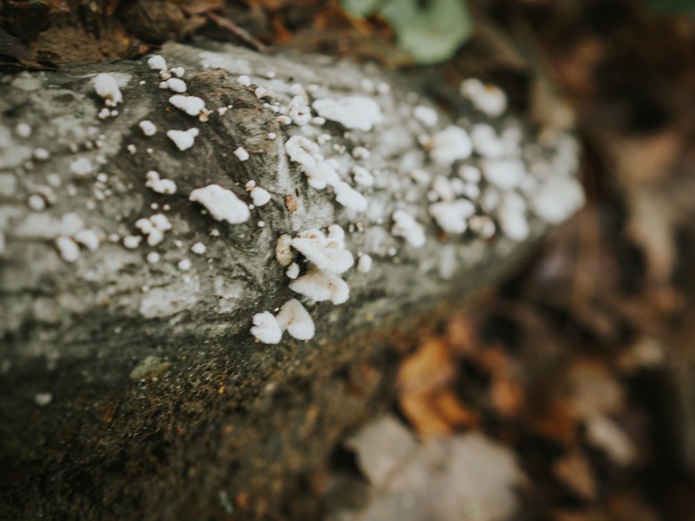 a rock covered in white lichen sitting on the ground