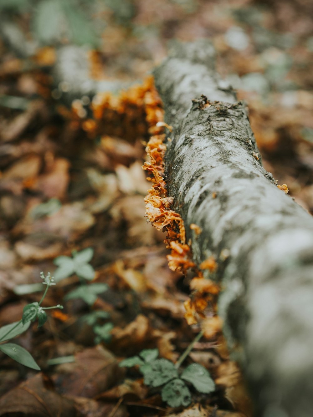 a close up of a log in the woods