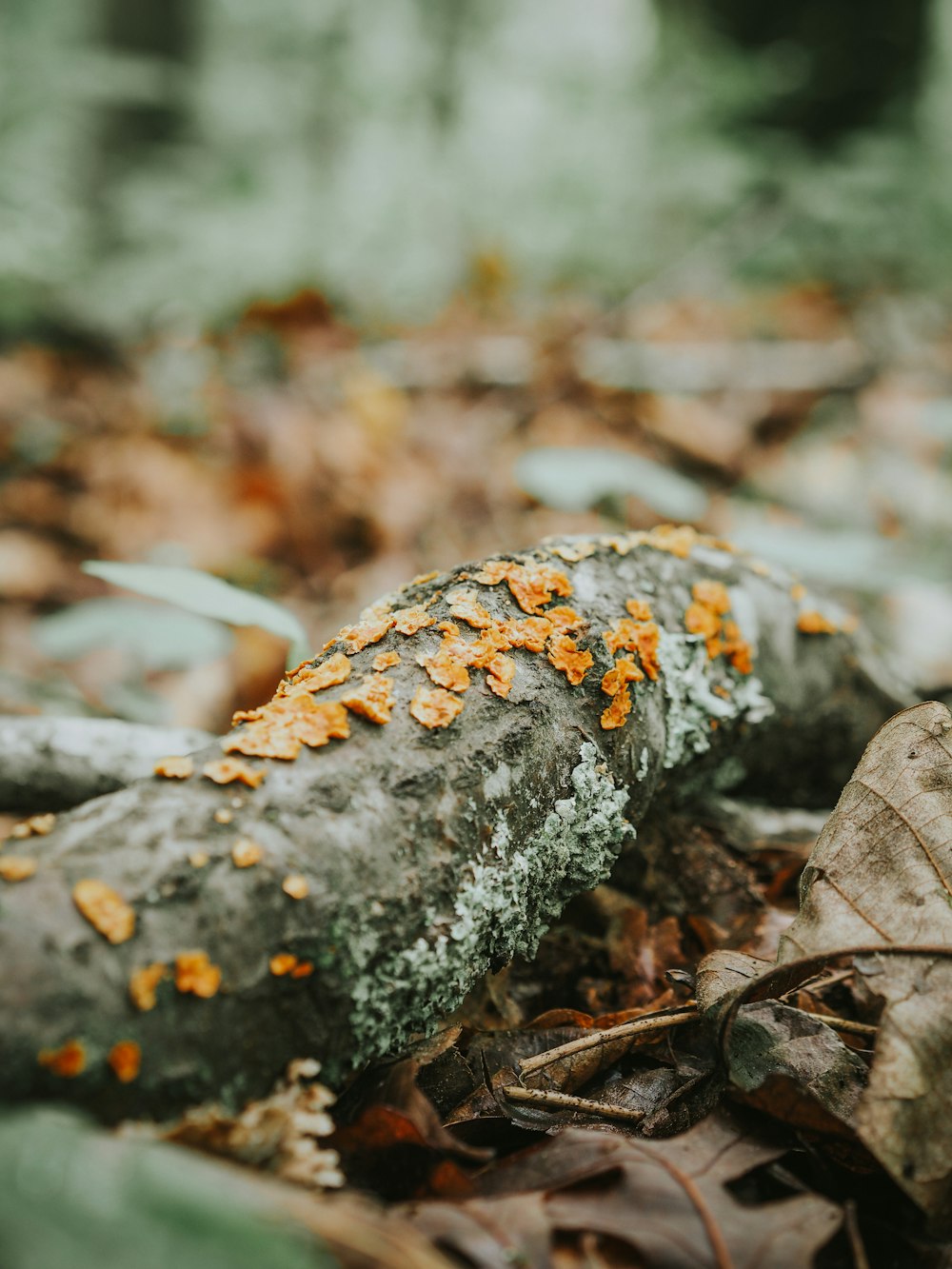 a close up of a moss covered log in the woods