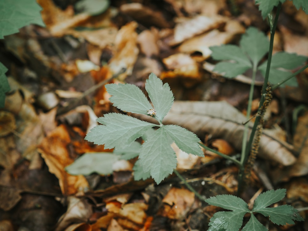 a small green leaf sitting on the ground