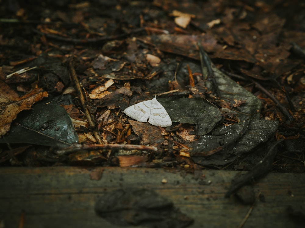 a white moth sitting on top of a leaf covered ground