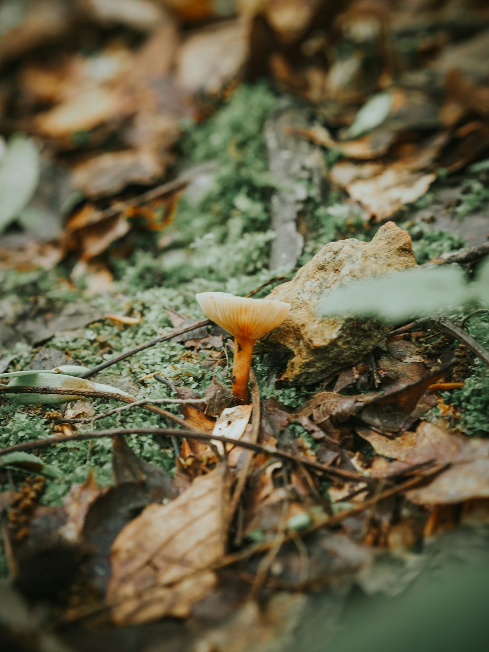 a small mushroom is growing on the ground