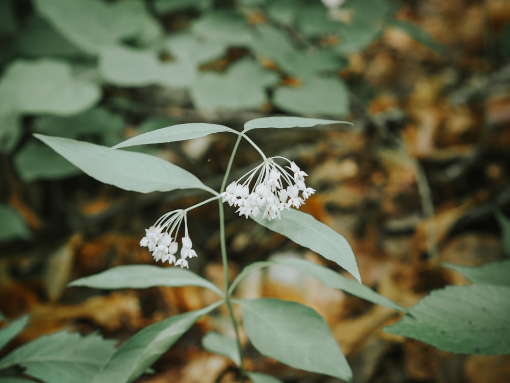 a close up of a plant with white flowers