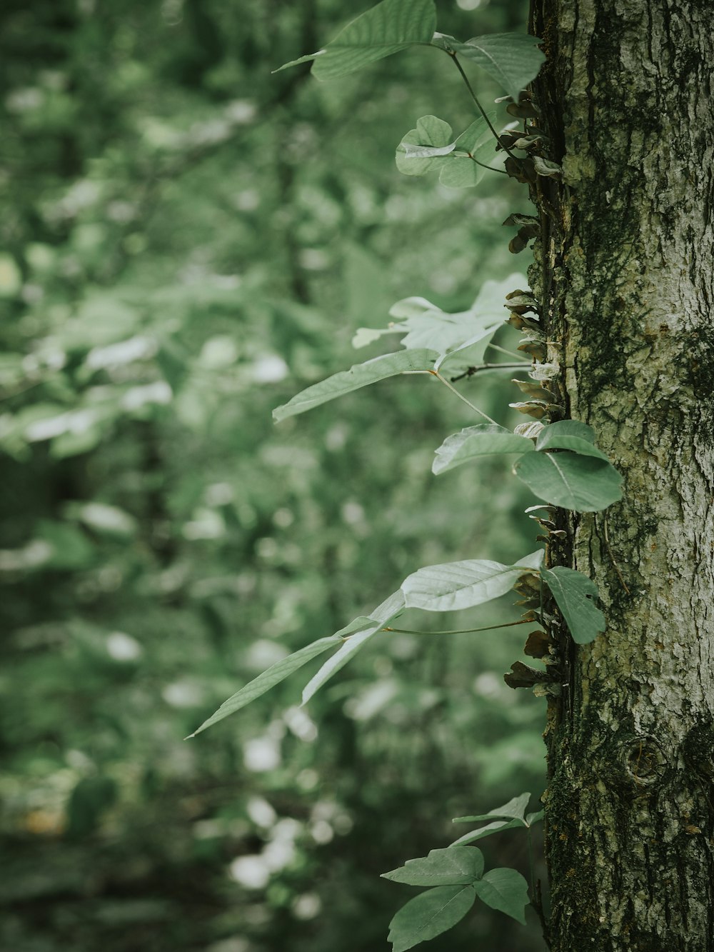 a tree trunk with green leaves growing on it