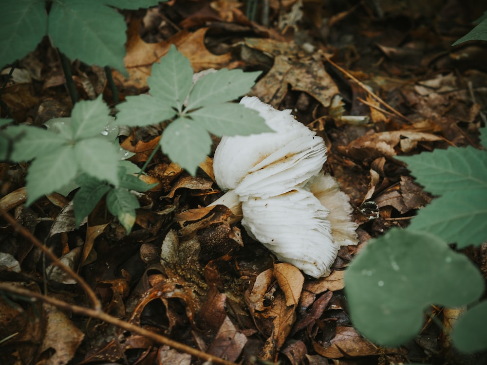 a white flower that is on the ground