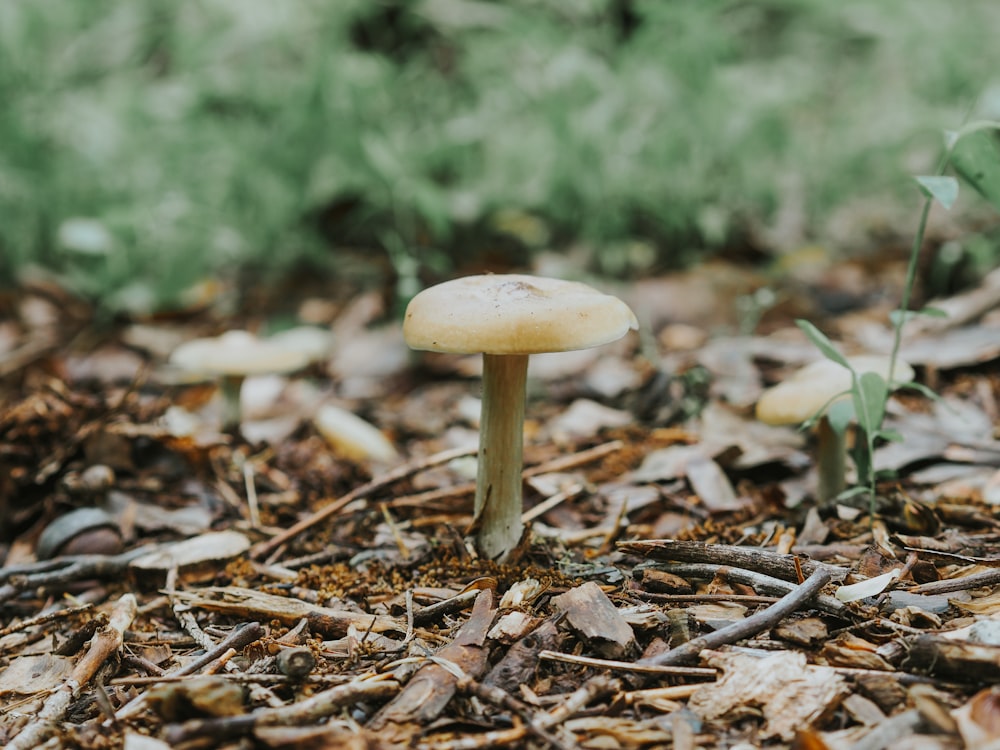 a group of mushrooms that are on the ground