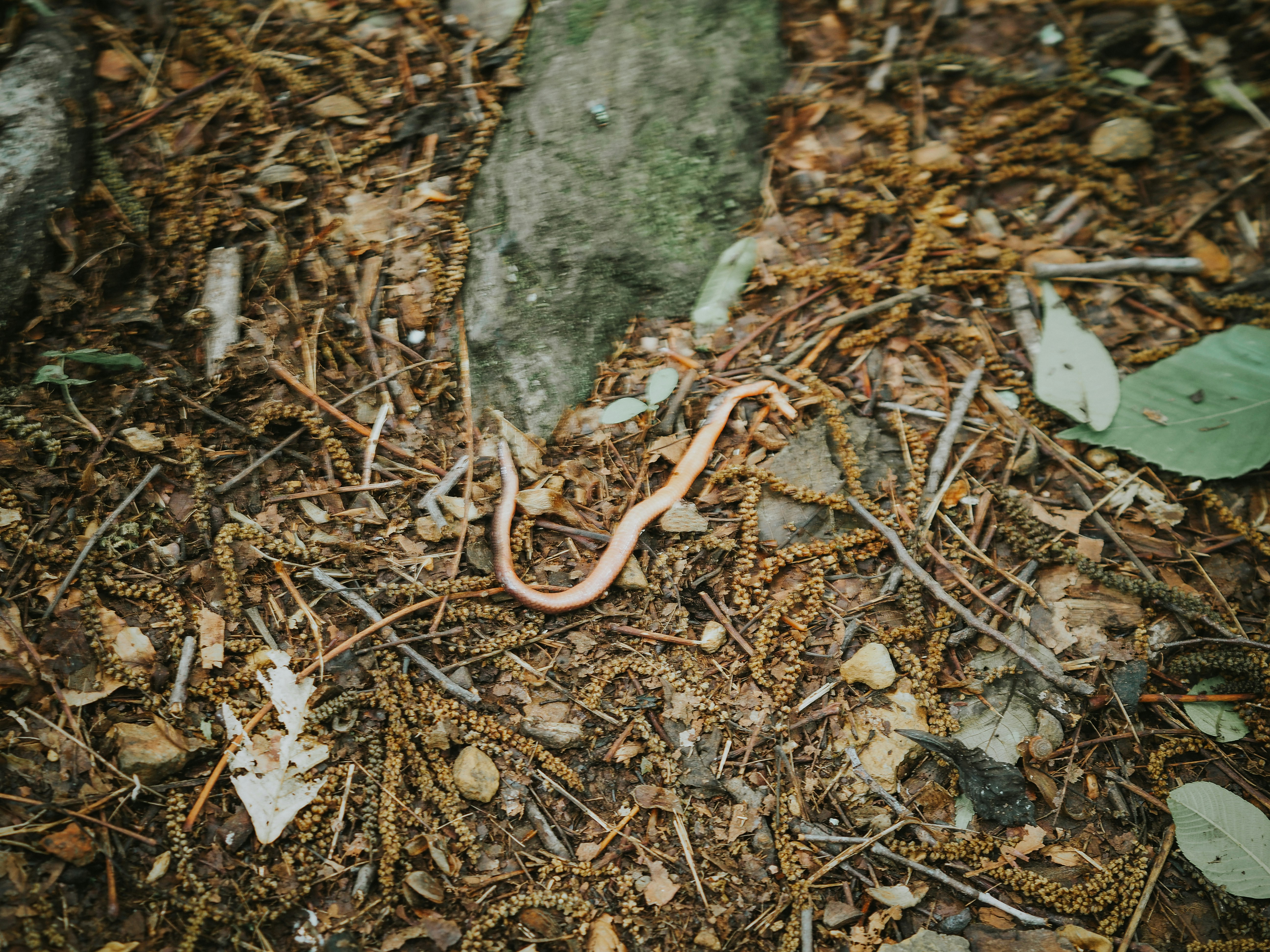 Masters of Disguise: Hiding in Plain Sight (image credits: unsplash)