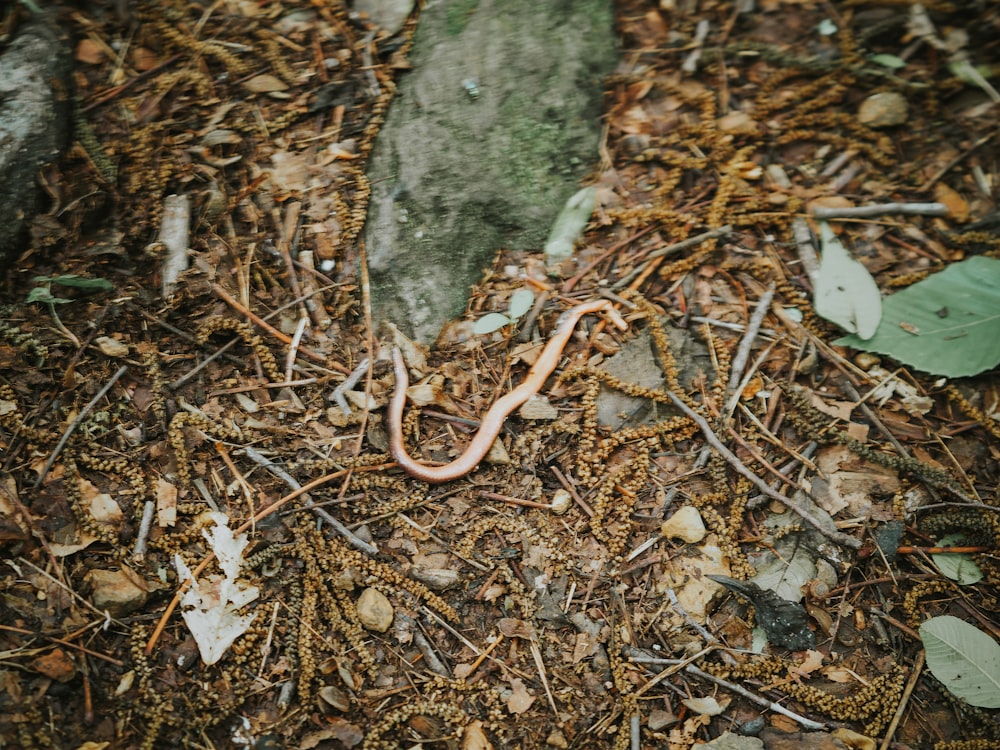 a snake that is laying on the ground