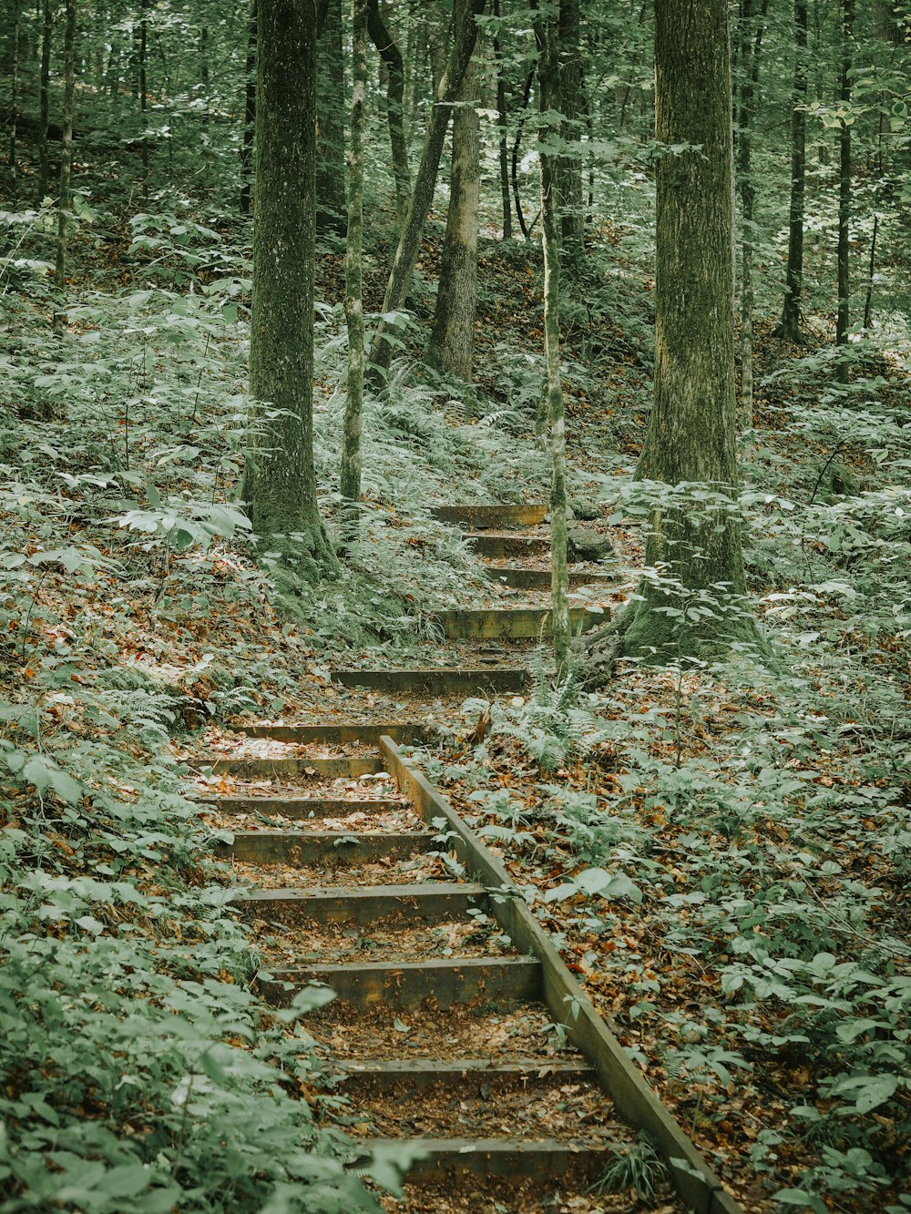 a set of steps in the middle of a forest