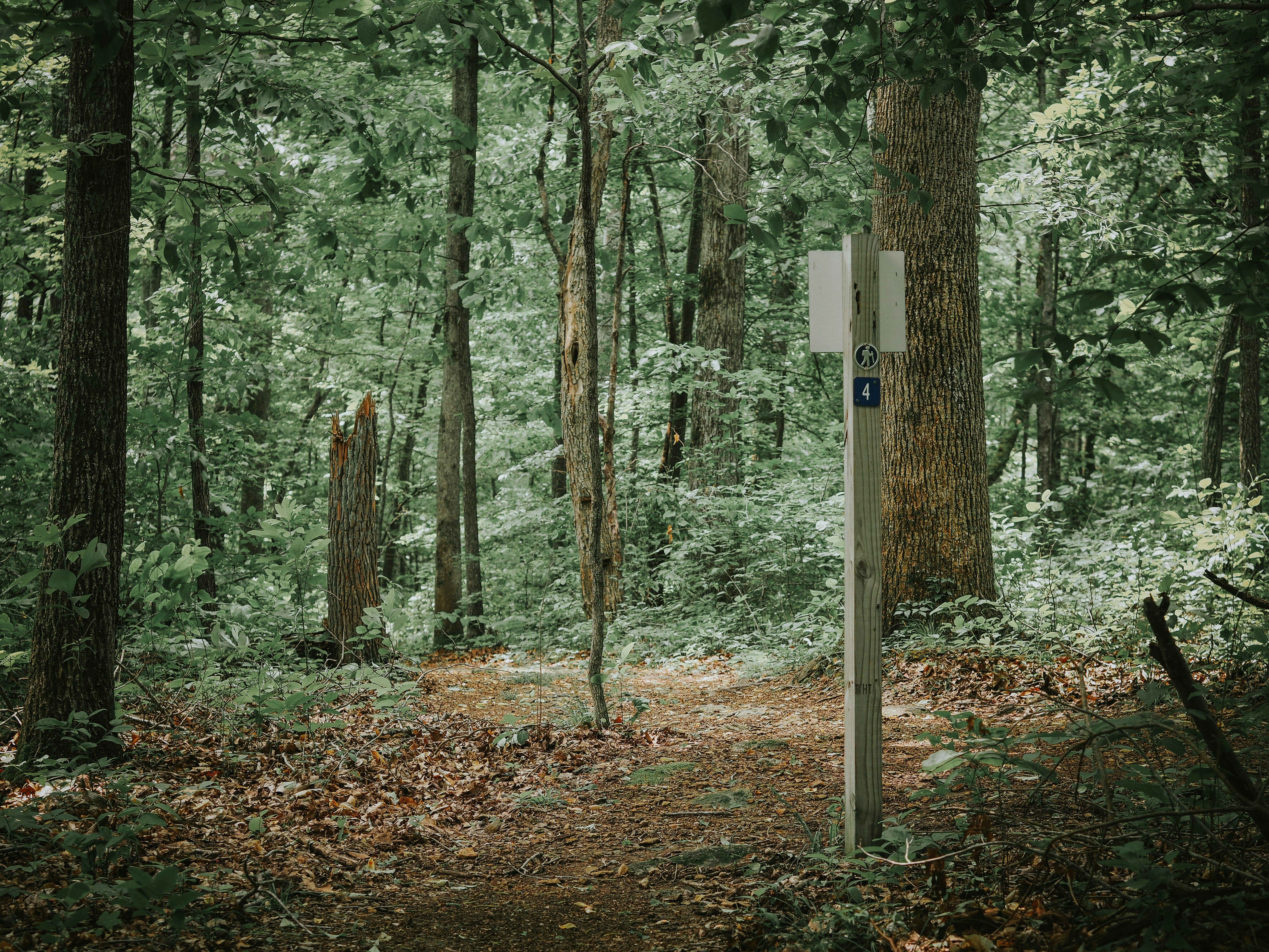 The Forest's Early Warning System in Action (image credits: unsplash)