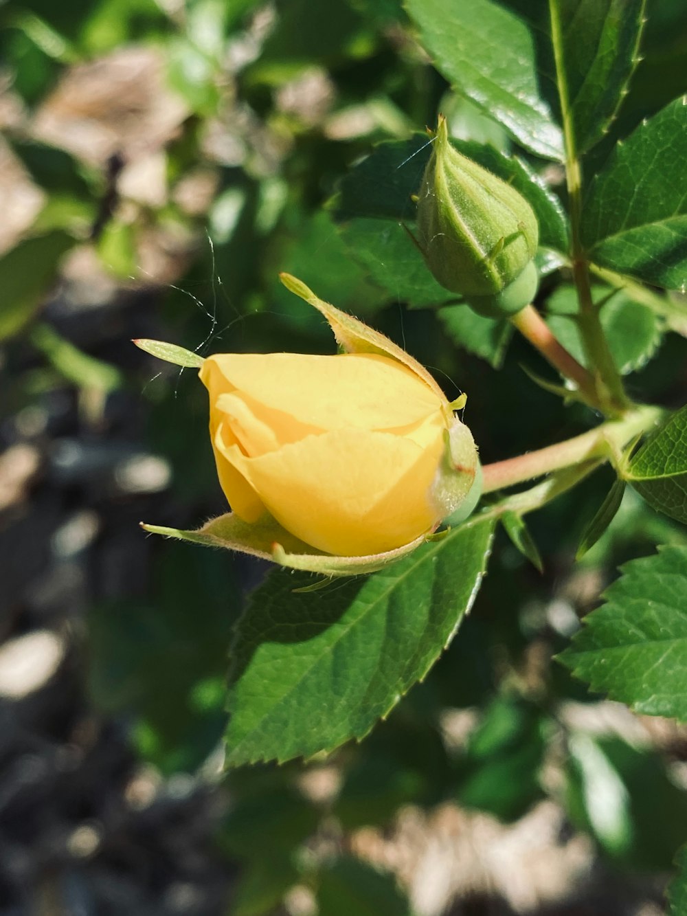 a yellow rose budding in a garden