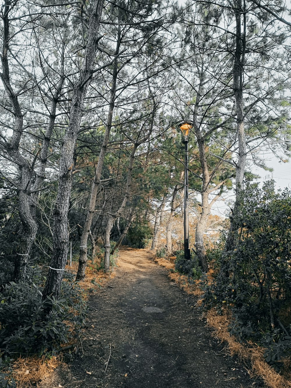 um caminho na floresta que leva a um poste de iluminação