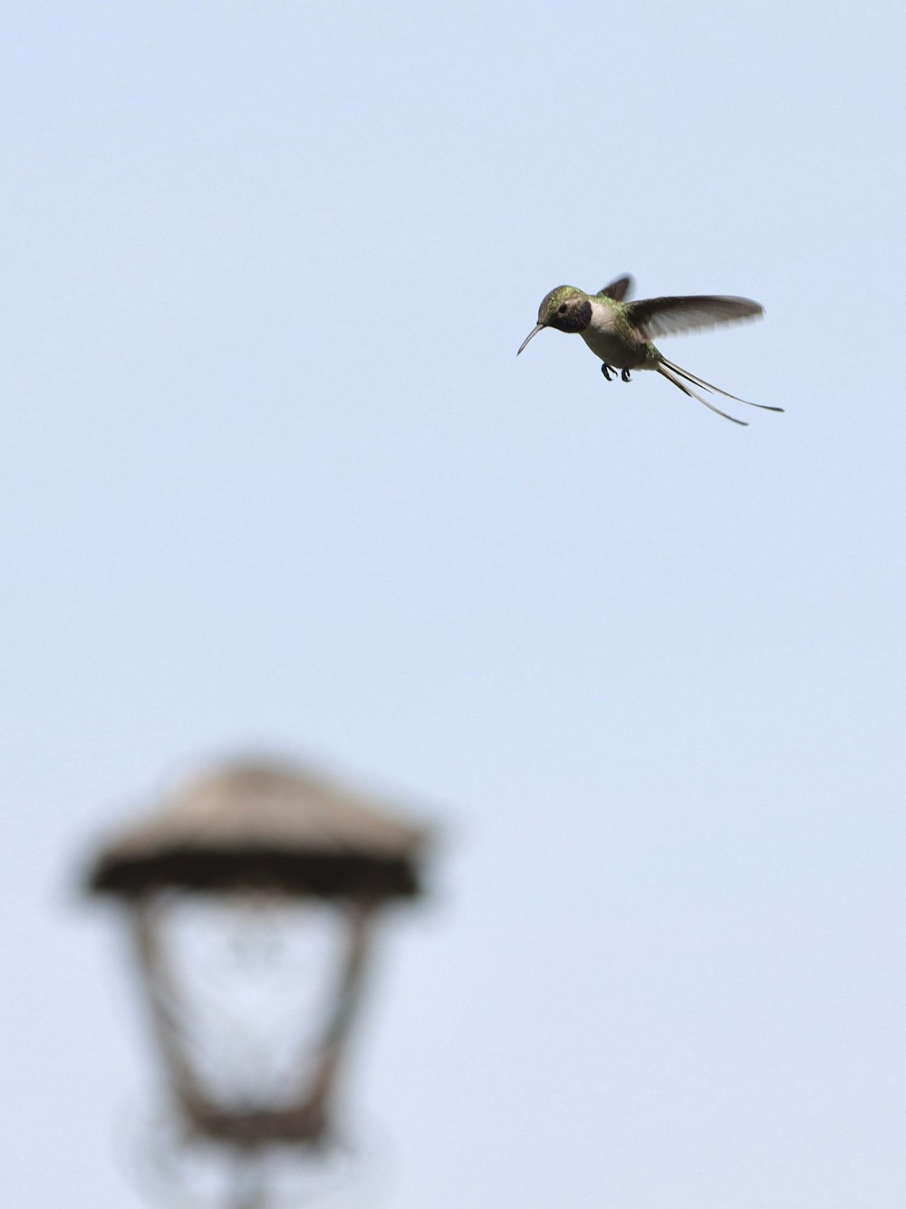 a hummingbird is flying near a light pole