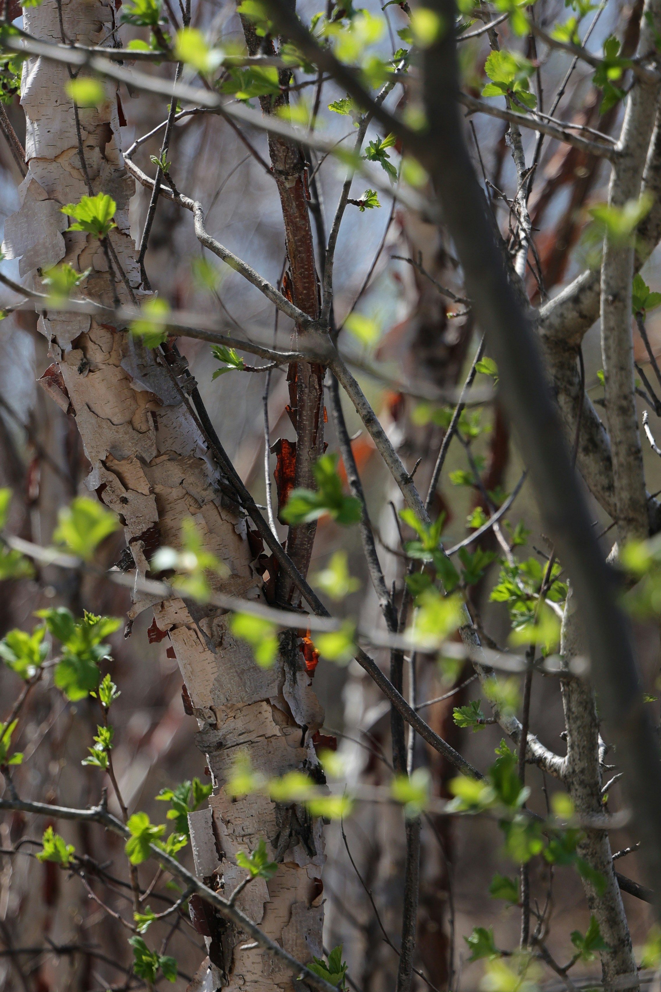 Photo by larisarunova