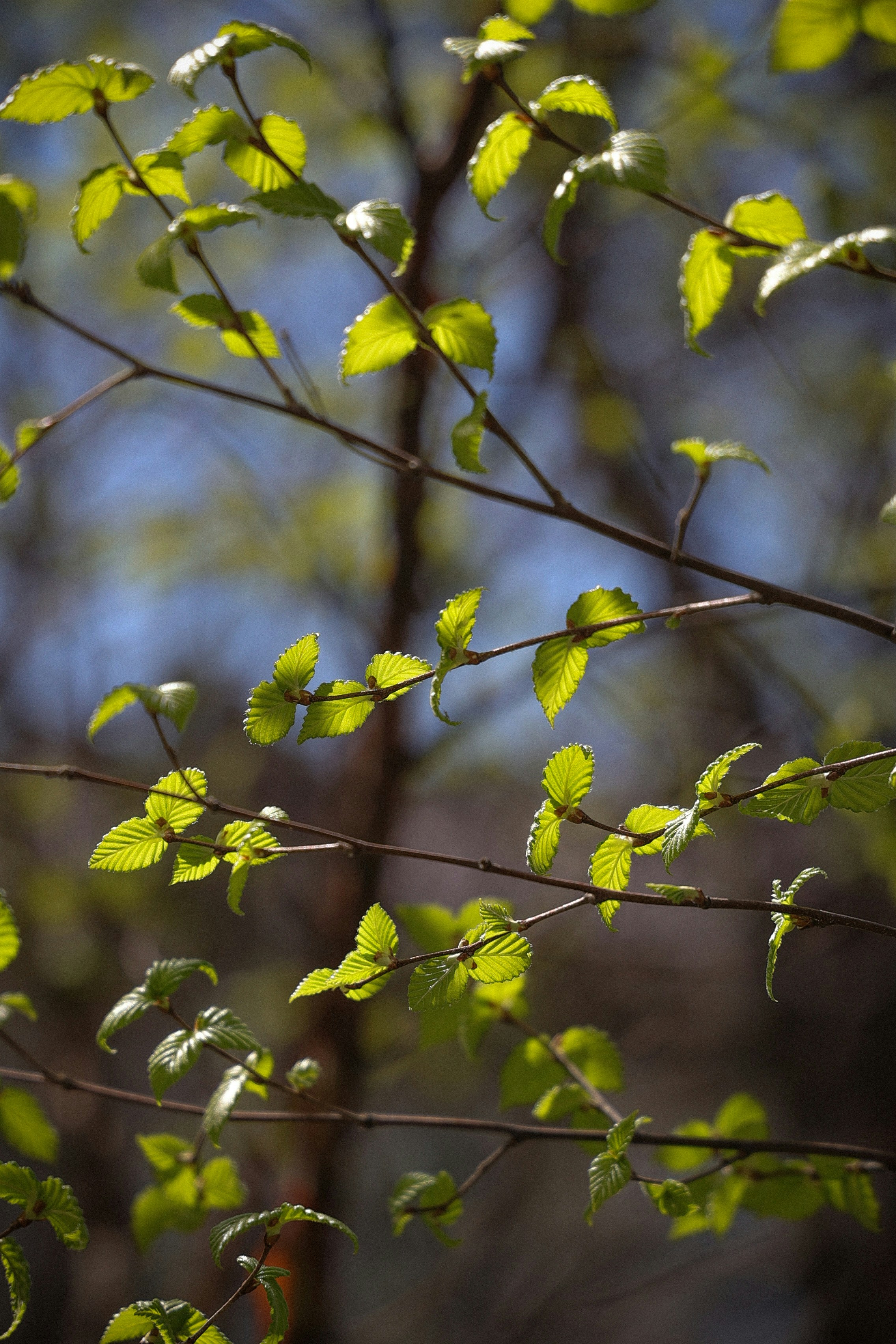 Photo by larisarunova