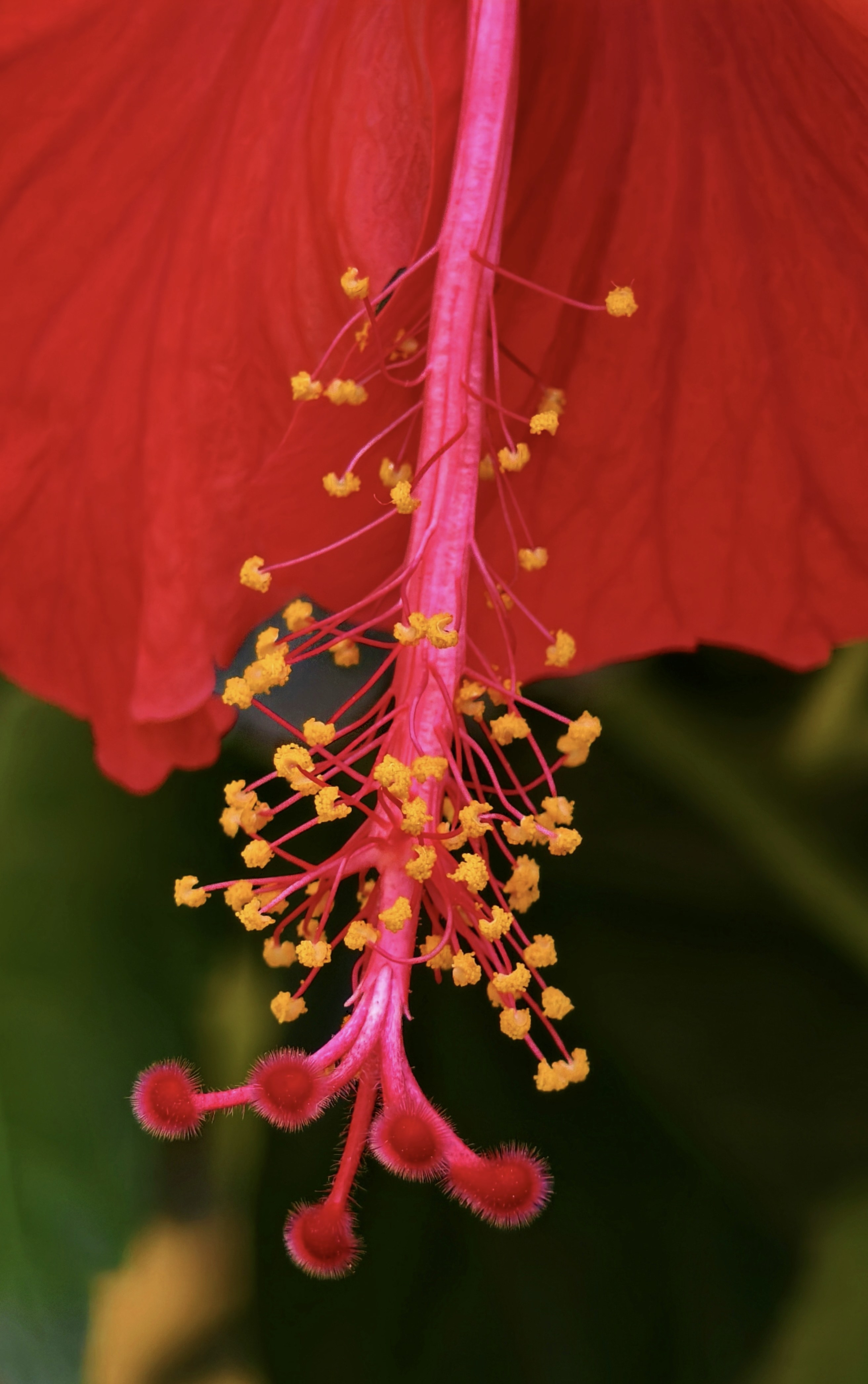 Un primer plano de una flor roja con estambre amarillo