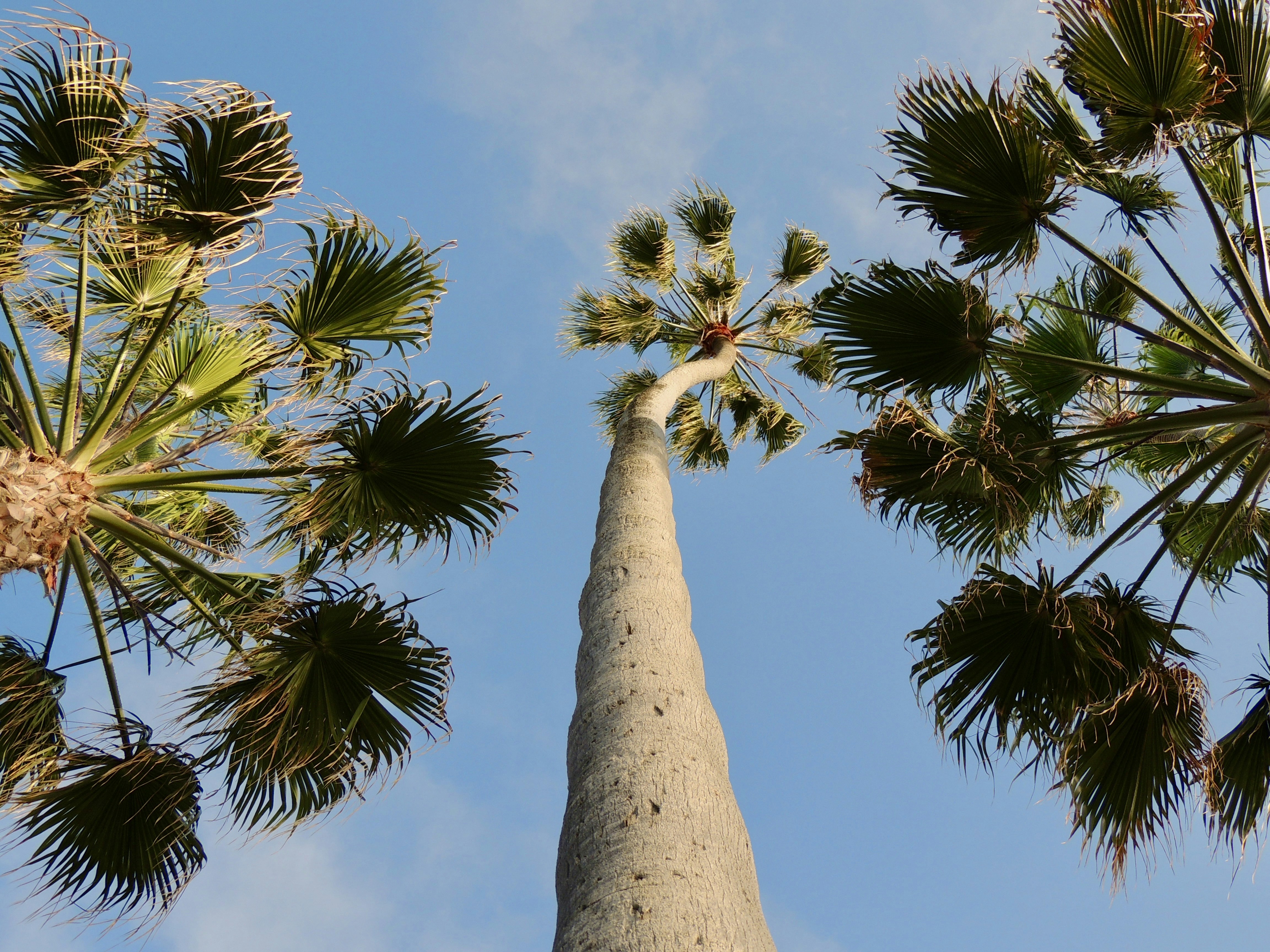a tall palm tree towering up into the sky