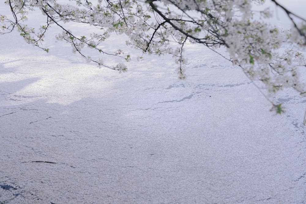 a tree branch with white flowers in the snow
