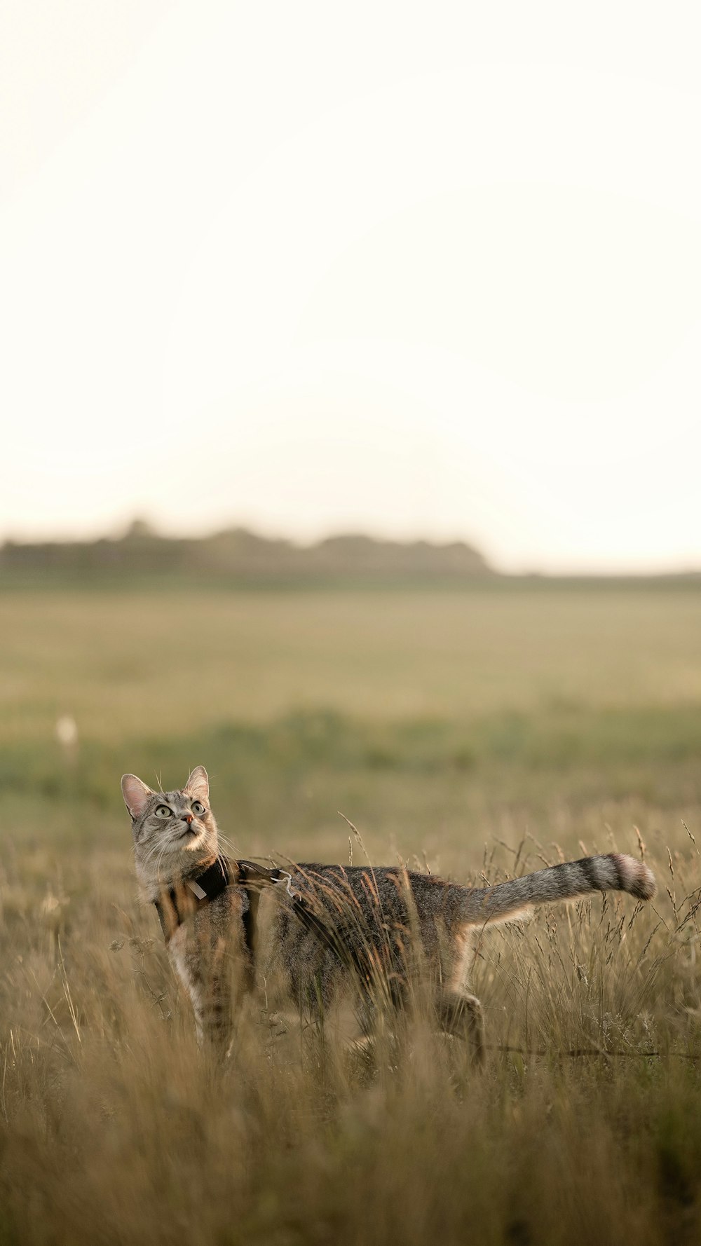 a cat walking through a field of tall grass