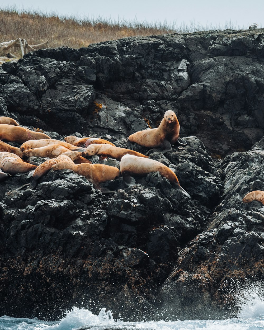 a group of sea lions lounging on a rocky shore
