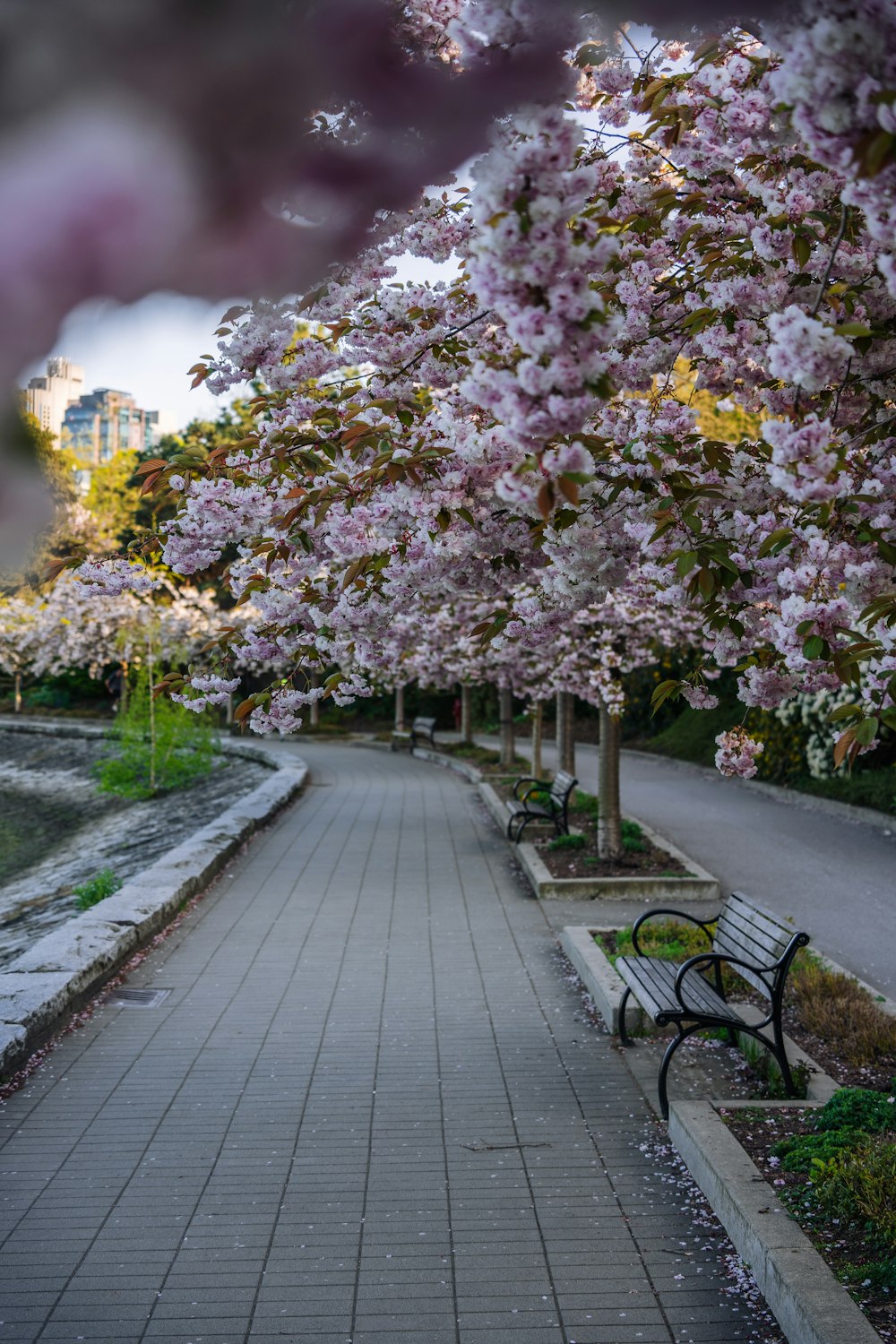 a park bench sitting under a tree filled with pink flowers