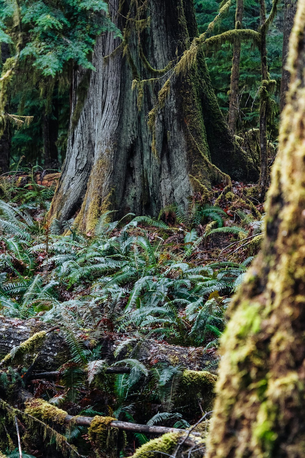 a forest filled with lots of trees covered in moss