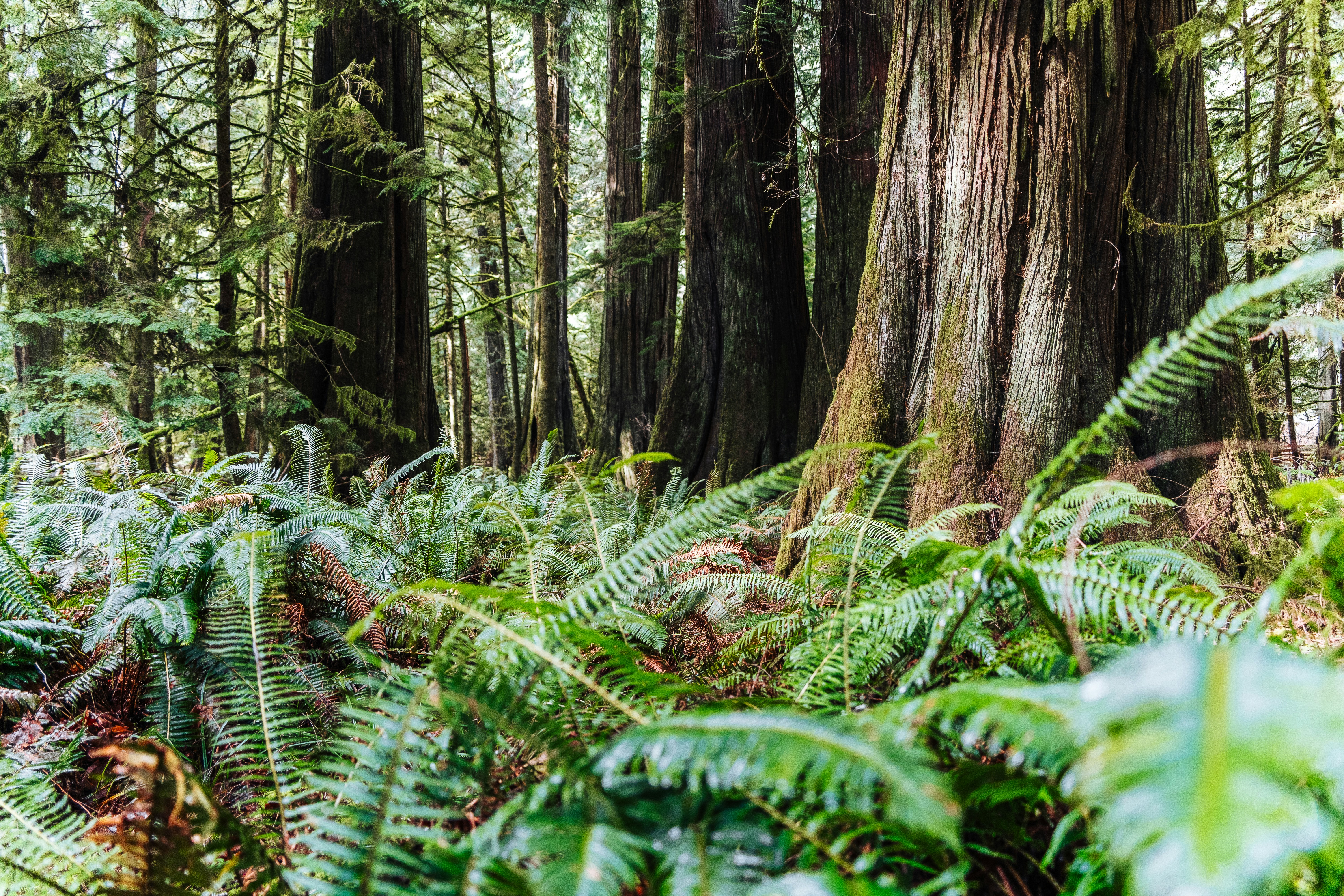 a forest filled with lots of trees and ferns