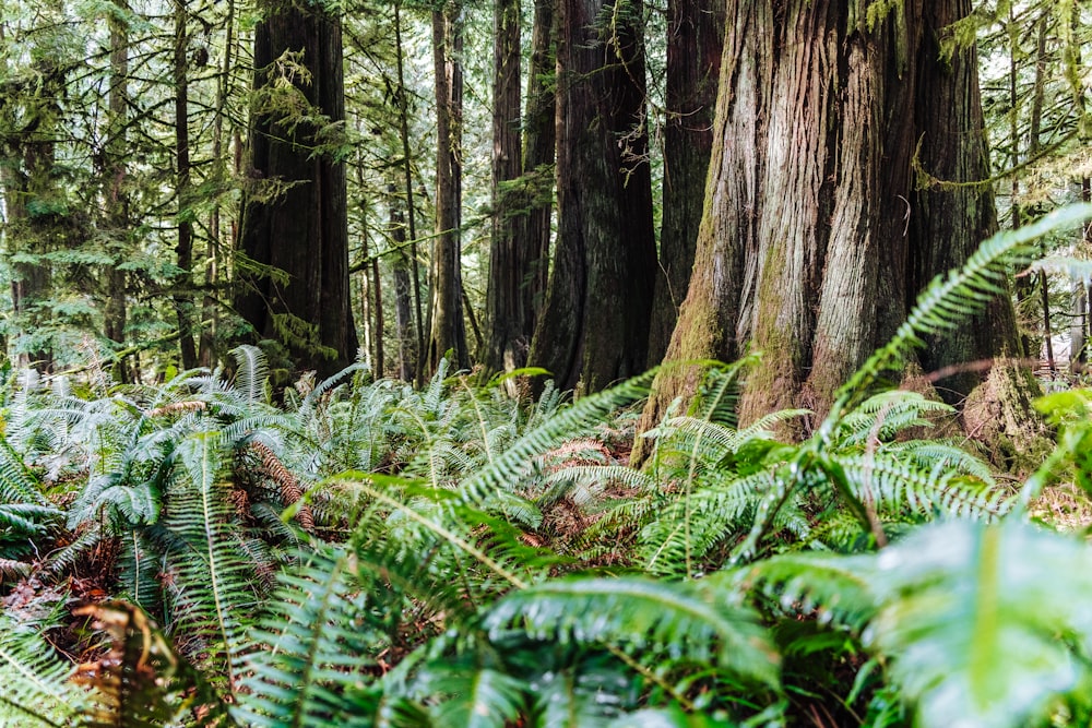 a forest filled with lots of trees and ferns