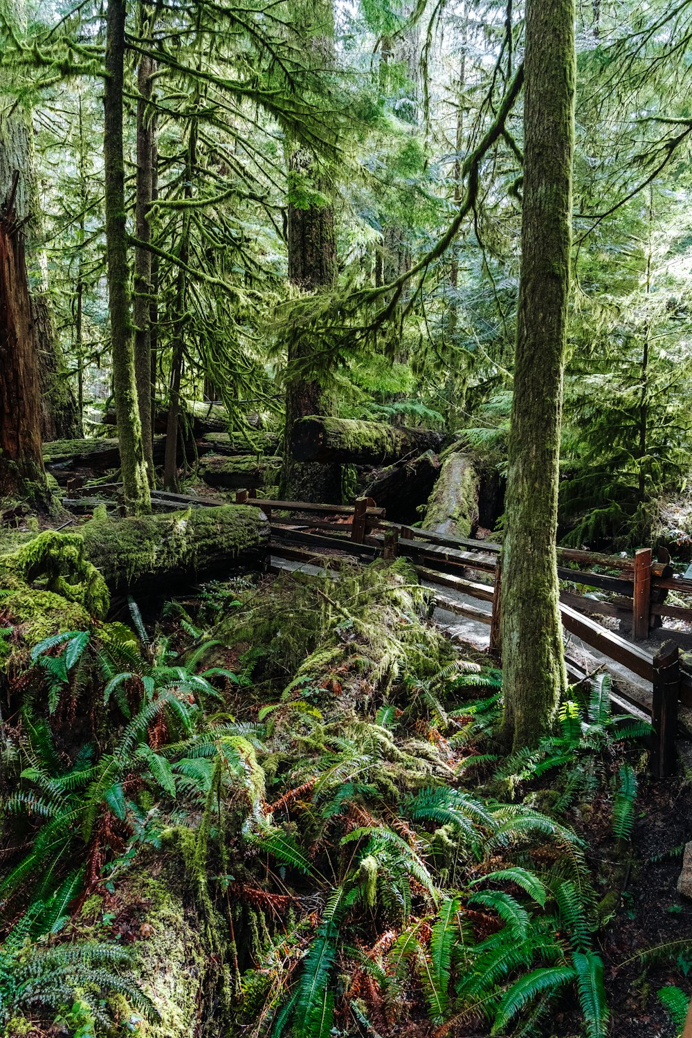 a wooden bench in the middle of a forest