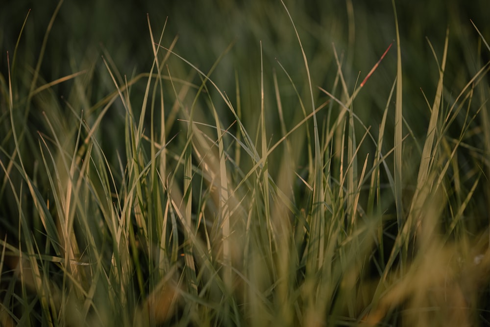 a blurry photo of grass in a field