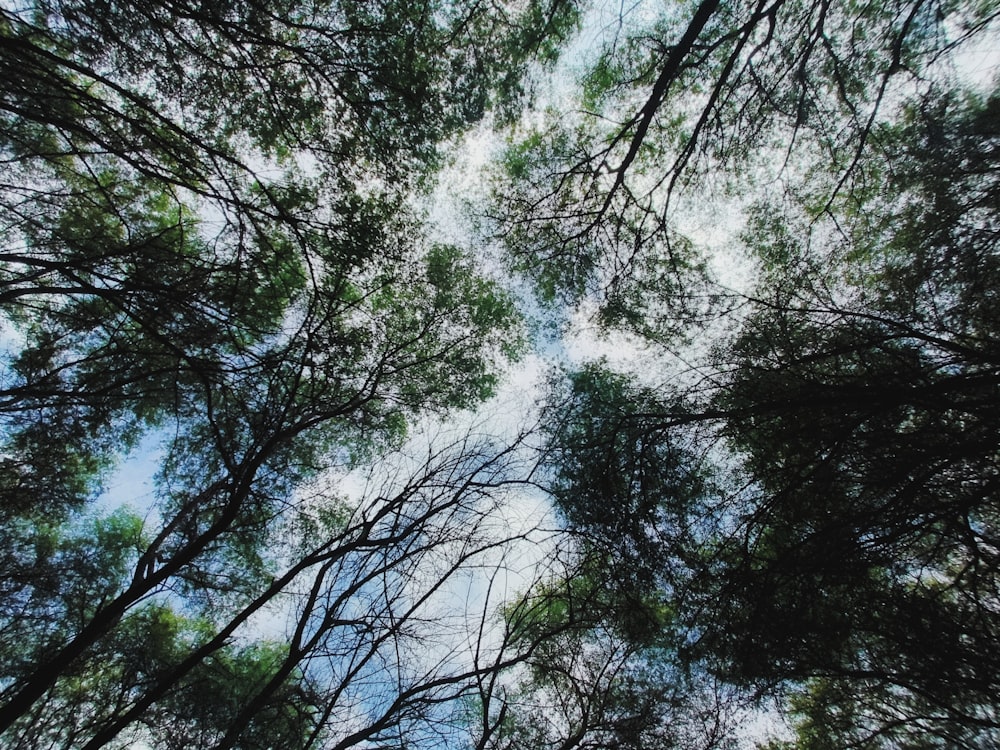 looking up at the tops of tall trees