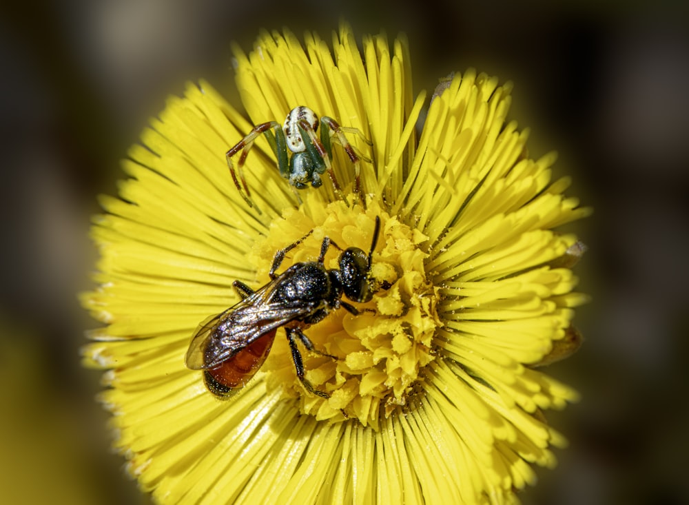 a couple of bees sitting on top of a yellow flower