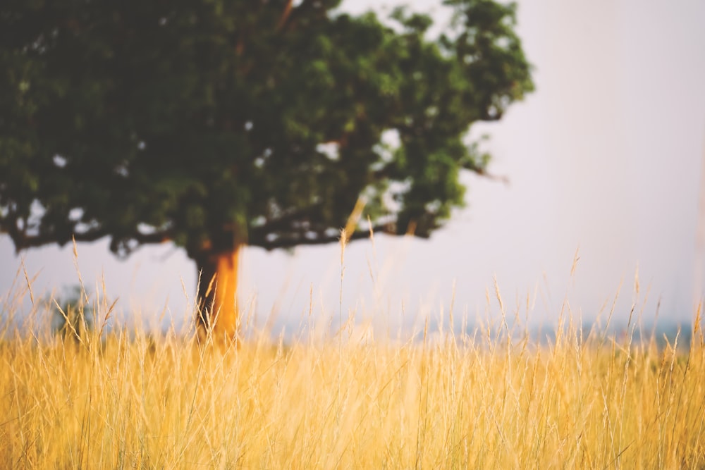 a lone tree in a field of tall grass