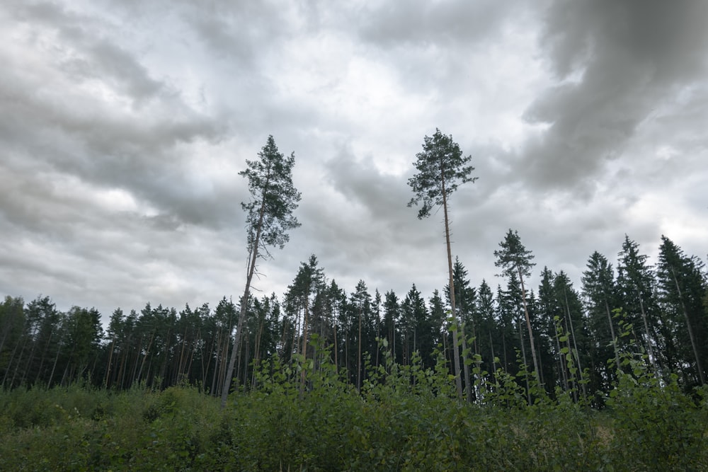 a forest filled with lots of tall trees under a cloudy sky