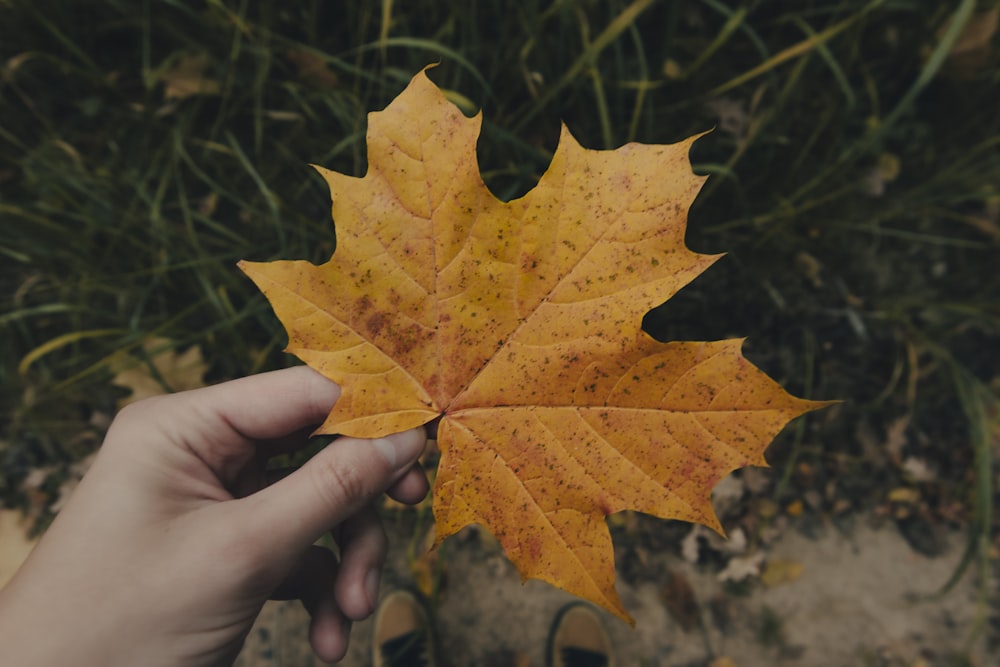 a person holding a yellow leaf in their hand