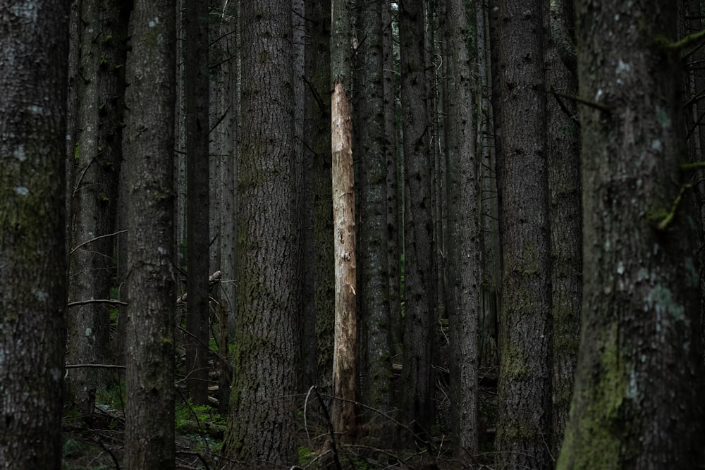 a forest filled with lots of tall trees