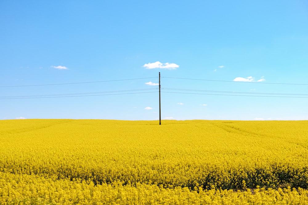 a field of yellow flowers under a blue sky